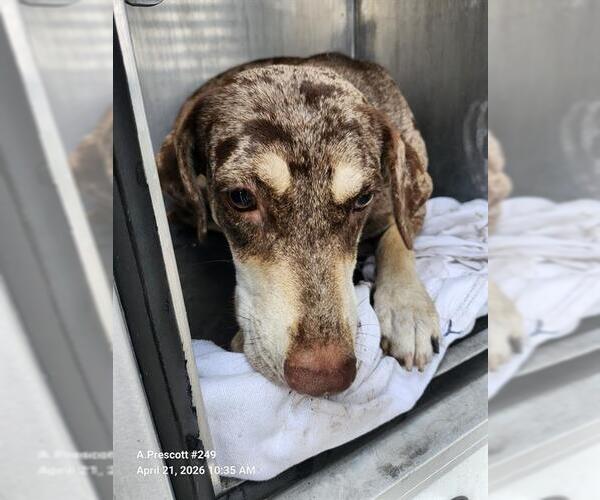 Medium Photo #1 Labrador Retriever-Unknown Mix Puppy For Sale in San Antonio, TX, USA