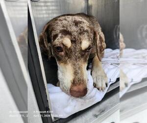 Labrador Retriever-Unknown Mix Dogs for adoption in San Antonio, TX, USA