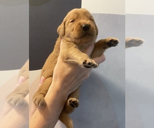 Golden Retriever Puppy for sale in YELM, WA, USA