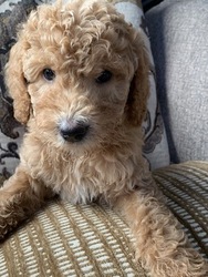Goldendoodle-Poodle (Standard) Mix Puppy for sale in RICHMOND, IL, USA
