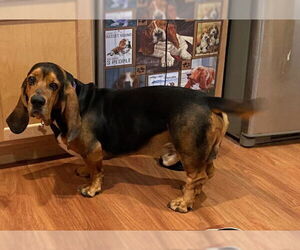 Basset Hound Dogs for adoption in Petaluma, CA, USA