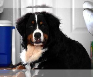 Bernese Mountain Dog Puppy for sale in ELLISVILLE, MO, USA