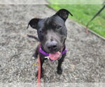Small #1 American Staffordshire Terrier-Labrador Retriever Mix