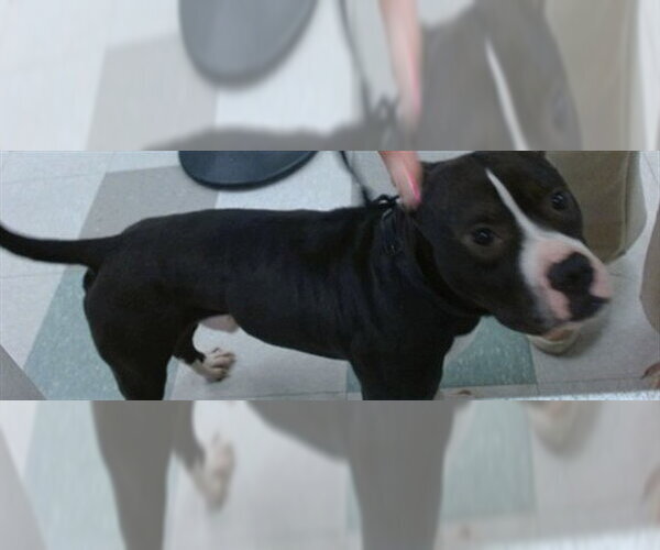 Medium Photo #1 Staffordshire Bull Terrier-Unknown Mix Puppy For Sale in Oklahoma City, OK, USA