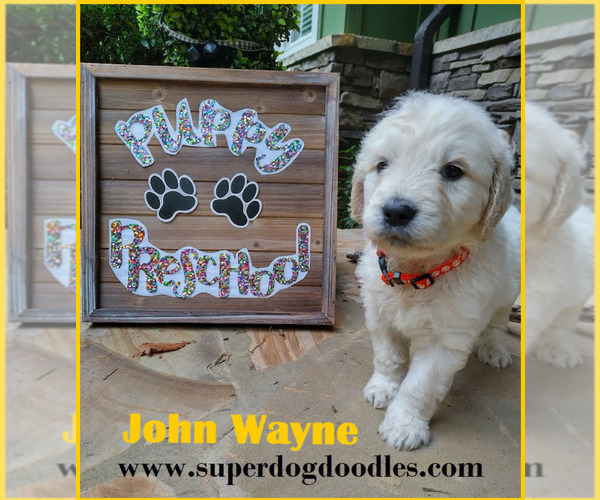 Medium Photo #1 Goldendoodle Puppy For Sale in BROOMFIELD, CO, USA