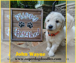 Small Photo #1 Goldendoodle Puppy For Sale in BROOMFIELD, CO, USA