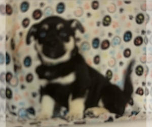 Medium Pug-Siberian Husky Mix