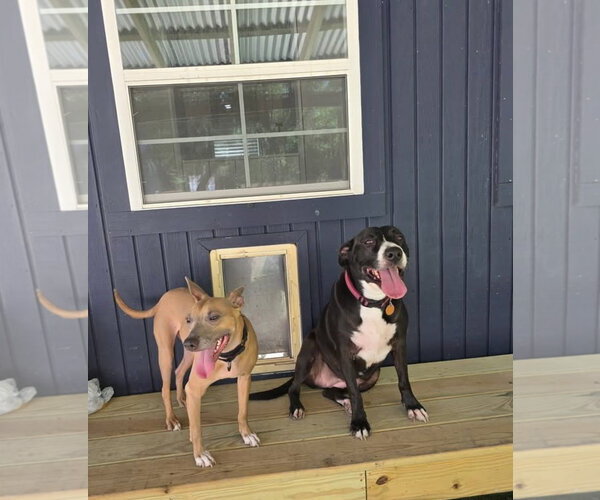 Medium Photo #6 American Pit Bull Terrier-Unknown Mix Puppy For Sale in Oakhurst, NJ, USA