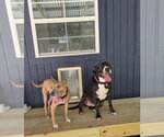 Small Photo #6 American Pit Bull Terrier-Unknown Mix Puppy For Sale in Oakhurst, NJ, USA