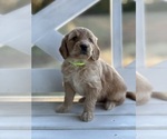 Small Photo #5 Goldendoodle (Miniature) Puppy For Sale in SOUTH BOSTON, VA, USA