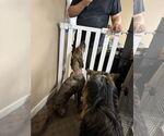 Small #23 Doberman Pinscher Mix