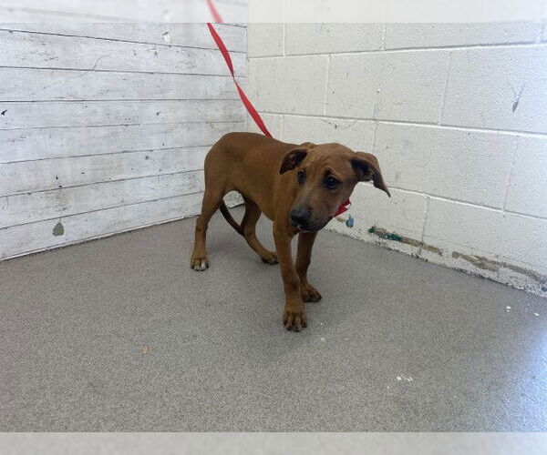 Medium Photo #1 Mastiff-Unknown Mix Puppy For Sale in San Bernardino, CA, USA