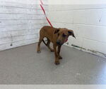 Small Mastiff Mix