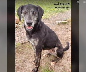 German Shorthaired Pointer-Unknown Mix Dogs for adoption in Conroe, TX, USA