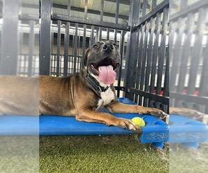 Mastiff-Unknown Mix Dogs for adoption in Waco, TX, USA