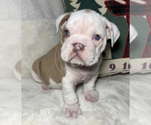 English Bulldog Puppy for sale in JOHNS ISLAND, SC, USA