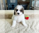 Small Photo #2 Bernedoodle (Miniature) Puppy For Sale in GREENWOOD, IN, USA