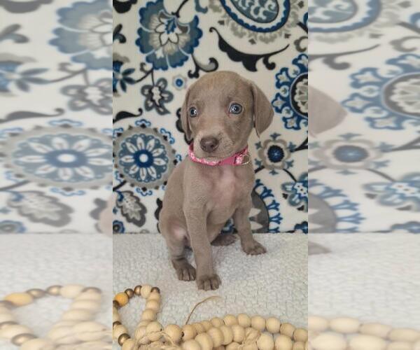 Medium Photo #20 Weimaraner Puppy For Sale in LEWISBURG, KY, USA