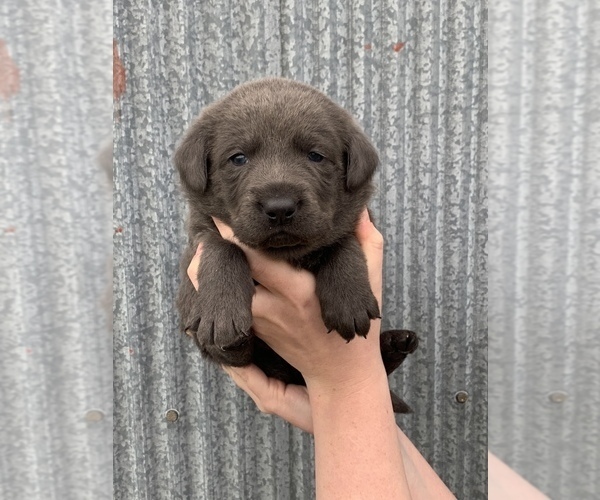 Medium Photo #2 Labrador Retriever Puppy For Sale in NIANGUA, MO, USA