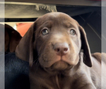 Small Photo #4 Labrador Retriever Puppy For Sale in TRACY, CA, USA