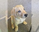 Small Photo #2 Labrador Retriever-Unknown Mix Puppy For Sale in MACON, GA, USA