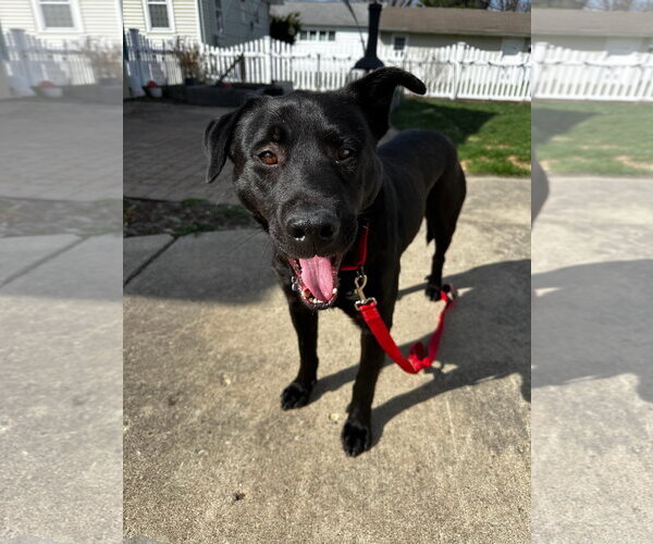 Medium Photo #2 Mutt Puppy For Sale in Plainfield, IL, USA