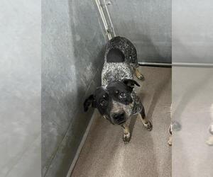 Mutt Dogs for adoption in HESPERIA, CA, USA