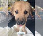 Small #1 Golden Retriever Mix