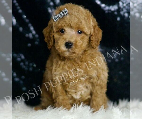 Medium Photo #5 Goldendoodle (Miniature) Puppy For Sale in WARSAW, IN, USA