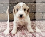 Small Photo #1 Goldendoodle-Poodle (Toy) Mix Puppy For Sale in MENOMONEE FALLS, WI, USA