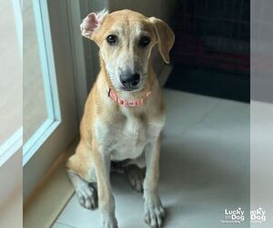 Labrador Retriever-Unknown Mix Dogs for adoption in Washington, DC, USA