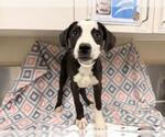 Small Mutt