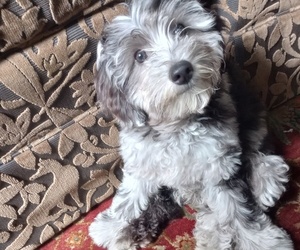 Aussiedoodle Miniature -Poodle (Miniature) Mix Puppy for sale in PITTSBURGH, PA, USA