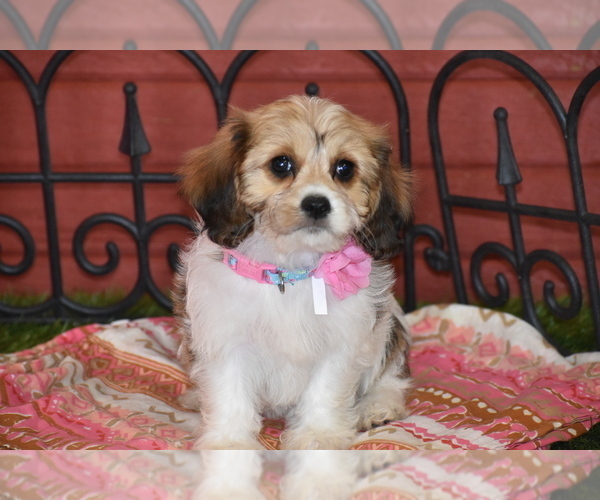 Medium Photo #10 Cavachon Puppy For Sale in ELDORADO, OH, USA