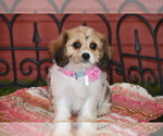 Small Photo #10 Cavachon Puppy For Sale in ELDORADO, OH, USA
