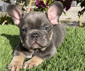 French Bulldog Puppy for sale in FELLSMERE, FL, USA