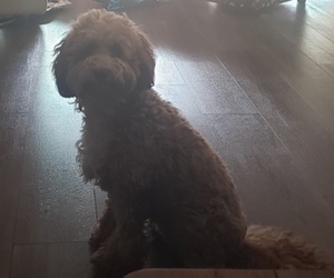 Mother of the Cavapoo (Miniature)-Goldendoodle Mix puppies born on 11/02/2025