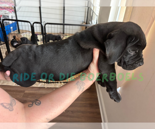 Medium Photo #3 Boerboel Puppy For Sale in LOGANVILLE, GA, USA