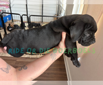 Small #2 Boerboel