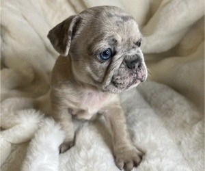 French Bulldog Puppy for sale in OAKDALE, CA, USA