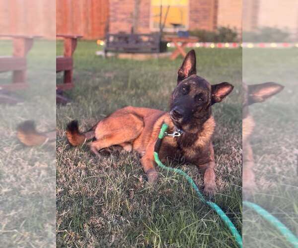 Medium Photo #8 Mutt Puppy For Sale in Imlay City, MI, USA