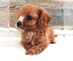 Small #1 Cavapoo