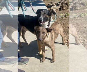 Thornton - Male Mutt Dog for Adoption - Photo #4