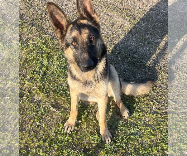 Medium Photo #3 German Shepherd Dog Puppy For Sale in Lancaster, CA, USA