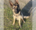 Small #2 German Shepherd Dog