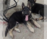 Small Photo #6 German Shepherd Dog Puppy For Sale in EOLIA, MO, USA