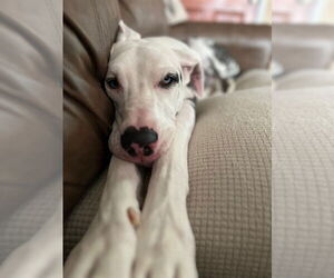 Great Dane Dogs for adoption in Bullard, TX, USA