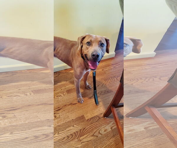 Medium Photo #4 Labrador Retriever-Unknown Mix Puppy For Sale in Woodbury, NY, USA