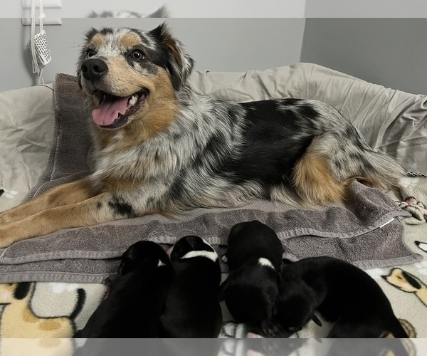Medium Photo #1 Miniature Australian Shepherd Puppy For Sale in CONNELLYS SPRINGS, NC, USA