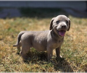 Mutt Dogs for adoption in McKinney, TX, USA